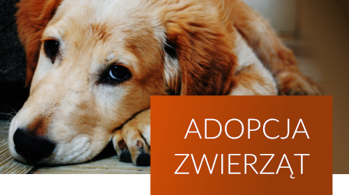 banner-adopcja-zwierzat