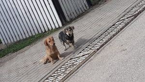 pieski