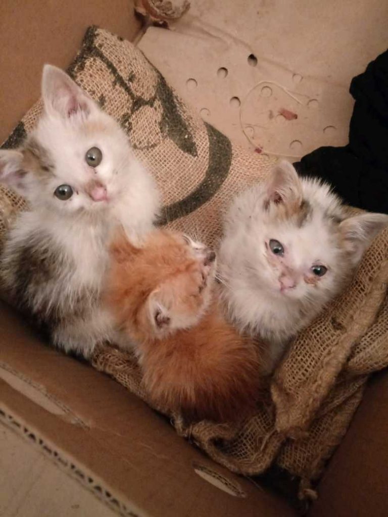kotki