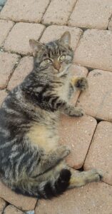 kotek