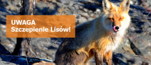 lisów