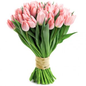 tulipan